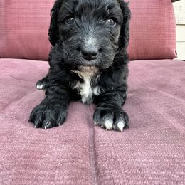 Charlie - Aussiedoodle puppy in Idaho from Doodle Doggie Farm