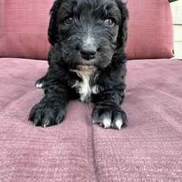 Charlie - Aussiedoodle puppy in Idaho from Doodle Doggie Farm