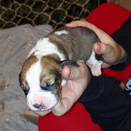 Basset Hound Puppies from Bodenhamer Hounds