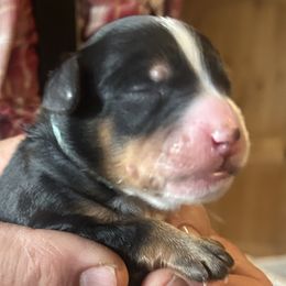 Max is 3 days old - Black male Whoodle puppy in Crawford, Colorado from Saddle Mountain Doodles