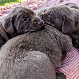 Dilute Retriever and Labrador Retriever Puppies from LC Hunting Labs, LLC.