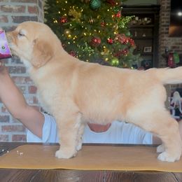 Pink - Golden female Golden Retriever puppy in Sulphur, Louisiana from Lyons Golden Retrievers