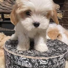 Cooper - Blenheim male Cavalier King Charles Spaniel puppy in Atoka, Oklahoma from Rohus Puppies