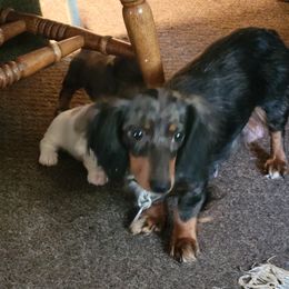Luna - Dachshund