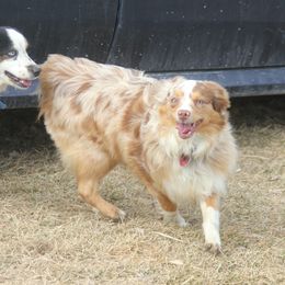 Princess - Toy Australian Shepherd
