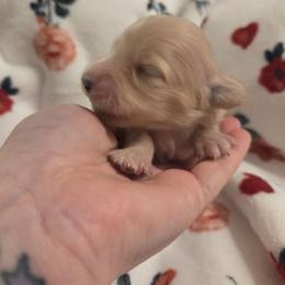 Nancy - Cream female Dachshund puppy in Barstow, California from Samy's Dachshund Den