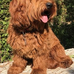 Australian Cobberdog Puppies from Faberge Australian Cobberdogs