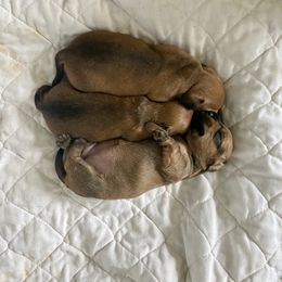 Dachshund and Yorkshire Terrier Puppies from Galaxy Kennel