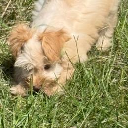 Little Reba - Wheaten female Miniature Schnauzer puppy in Groesbeck, Texas from Ranch 4M