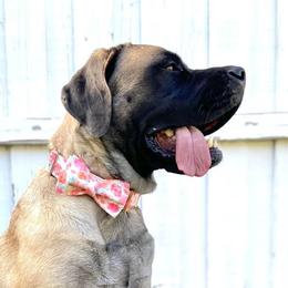 Rosie - Mastiff