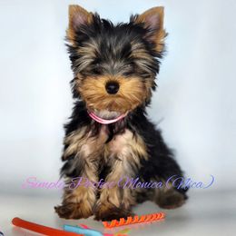 Yorkshire Terrier Puppies from Simply Perfect Yorkies