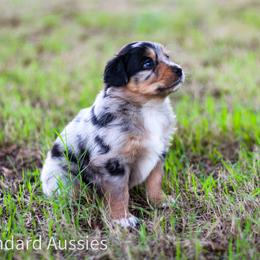 Macchiato - Blue merle male Australian Shepherd puppy in Stephenville, Texas from AW Standard Aussies