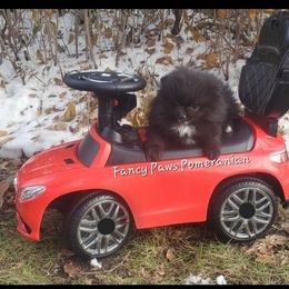 Pomeranian Puppies from Fancy Paws Pomeranian