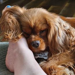 Morgan - Cavalier King Charles Spaniel