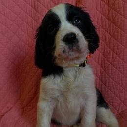 Shiloh - Black and white female English Springer Spaniel puppy in Cookeville, Tennessee from AVE Springer Spaniels