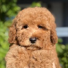 Teddy - Red male Cavapoo puppy in Tucson, Arizona from Adored Poodle & Doodles