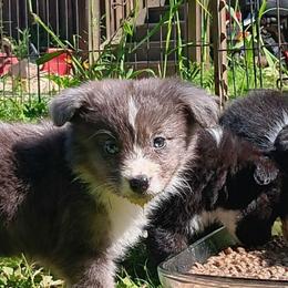 Blue-bell - Blue merle female Australian Shepherd puppy in Sultan, Washington from Van Huitt Australian Shepherds