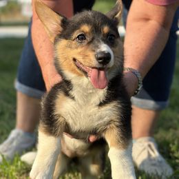 Peaches - Black and tan female Pembroke Welsh Corgi puppy in Cleveland, Tennessee from Low Rider Corgis Co
