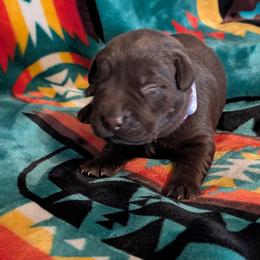 Shelby (purple collar) - Chocolate female Labrador Retriever puppy in Commerce, Oklahoma from Standing Water Kennels