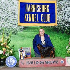 Regina - English Toy Spaniel