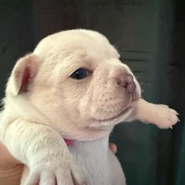 Boy 2 Papa (French Bulluahua) - Cream male Chihuahua puppy in Lees Summit, Missouri from Divine K9s LLC