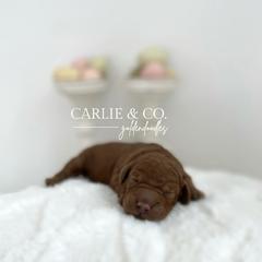 Goldendoodle Puppies from Carlie and Co. Goldendoodles