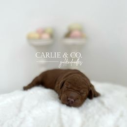 Goldendoodle Puppies from Carlie and Co. Goldendoodles
