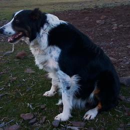 Border Collies from Flock and Fang