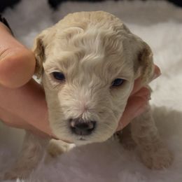 Teal Collar - Cream male Poodle puppy in Macon, Georgia from Mystic Mini Poodles