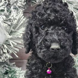 Pink Collar Female - Black Poodle puppy in Selinsgrove, Pennsylvania from Poodle Paws and Puppies