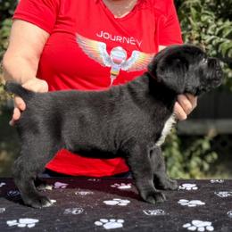 Red Collar - Black female Cane Corso puppy in Paris, Texas from Knucklehead Cane Corso