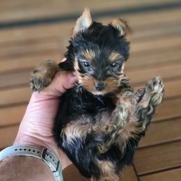 Boy 1 - Black and gold male Yorkshire Terrier puppy in Old Fort, North Carolina from Tiffany’s Colorful Yorkies