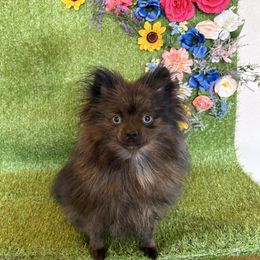 Grizzy - Pomeranian