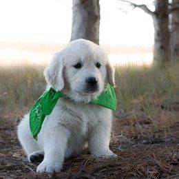 Golden Retriever Puppies from Golden Retriever Street