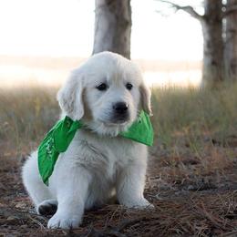 Golden Retriever Puppies from Golden Retriever Street