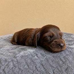 Yellow Boy - Chocolate male Dachshund puppy in Crandall, Texas from The Weenie Hut LLC