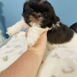 Kit Kat - Liver and white female Shih Tzu puppy in Hawthorne, Florida from Simply Southern Shihtzus