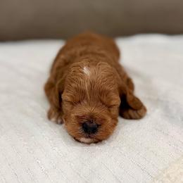 Cupcake girl - Red  female Goldendoodle puppy in Rio Linda, California from Plush Doodles