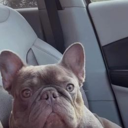 Fanduel - French Bulldog