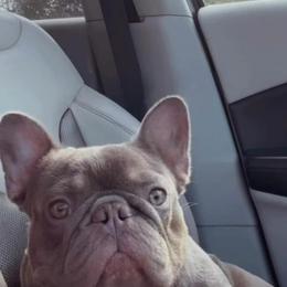 Fanduel - French Bulldog