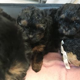 Assorted Doodle Crosses All Grown Up from Yoriko's Puppies