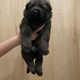 German Shepherd Puppies from Vom Jazzigen Haus