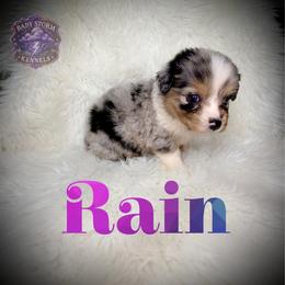 Rain - Blue merle female Miniature Australian Shepherd puppy in Lubbock, Texas from Baby Storm Kennels