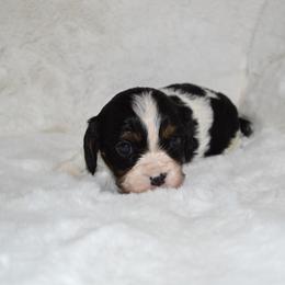 Cavalier King Charles Spaniel Puppies from Freeman's Royal Cavaliers