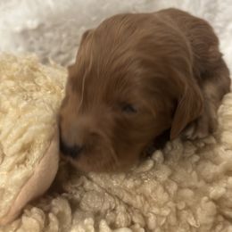 Goldendoodle Puppies from Betsy-Doodles