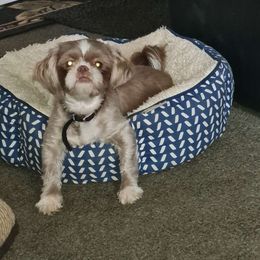 Coco - Shih Tzu