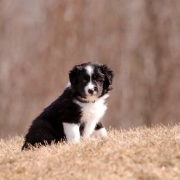 Border Collie Puppies from Snow Pine Ranch