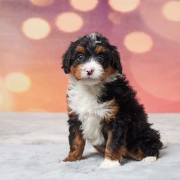 Abby - Tri-color female Bernedoodle puppy in Apple Creek, Ohio from Grandeur Valley Puppies