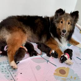 Shetland Sheepdog puppies from Lexy's Shetland Sheepdogs