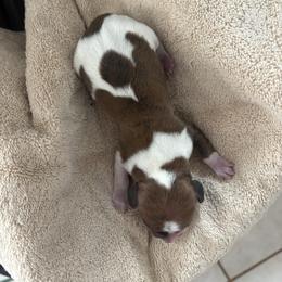Boy 3 - Piebald male Dachshund puppy in Elfrida, Arizona from Brooke Brumley
